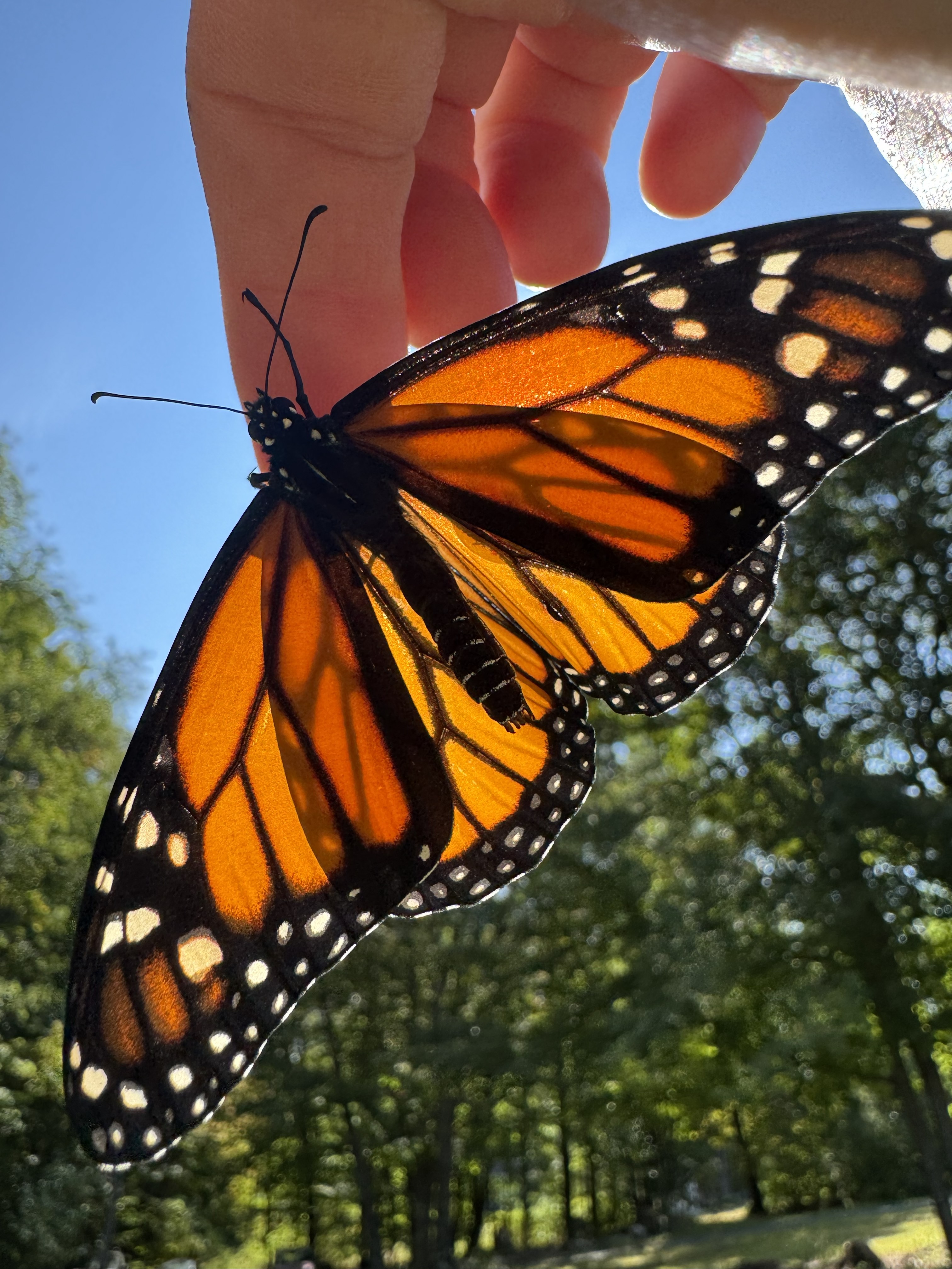 Monarch wings in the sun