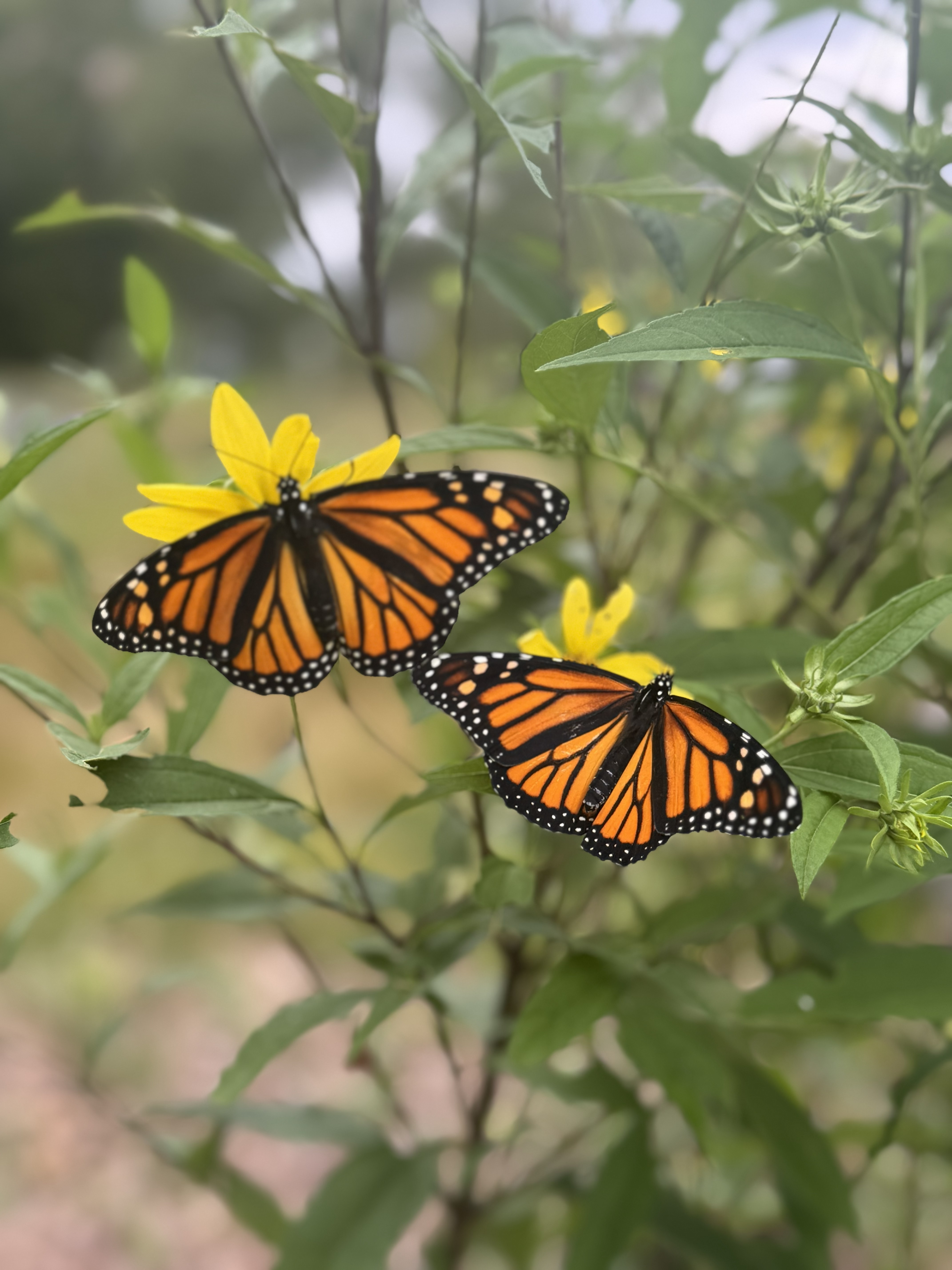 Two monarchs on flowers