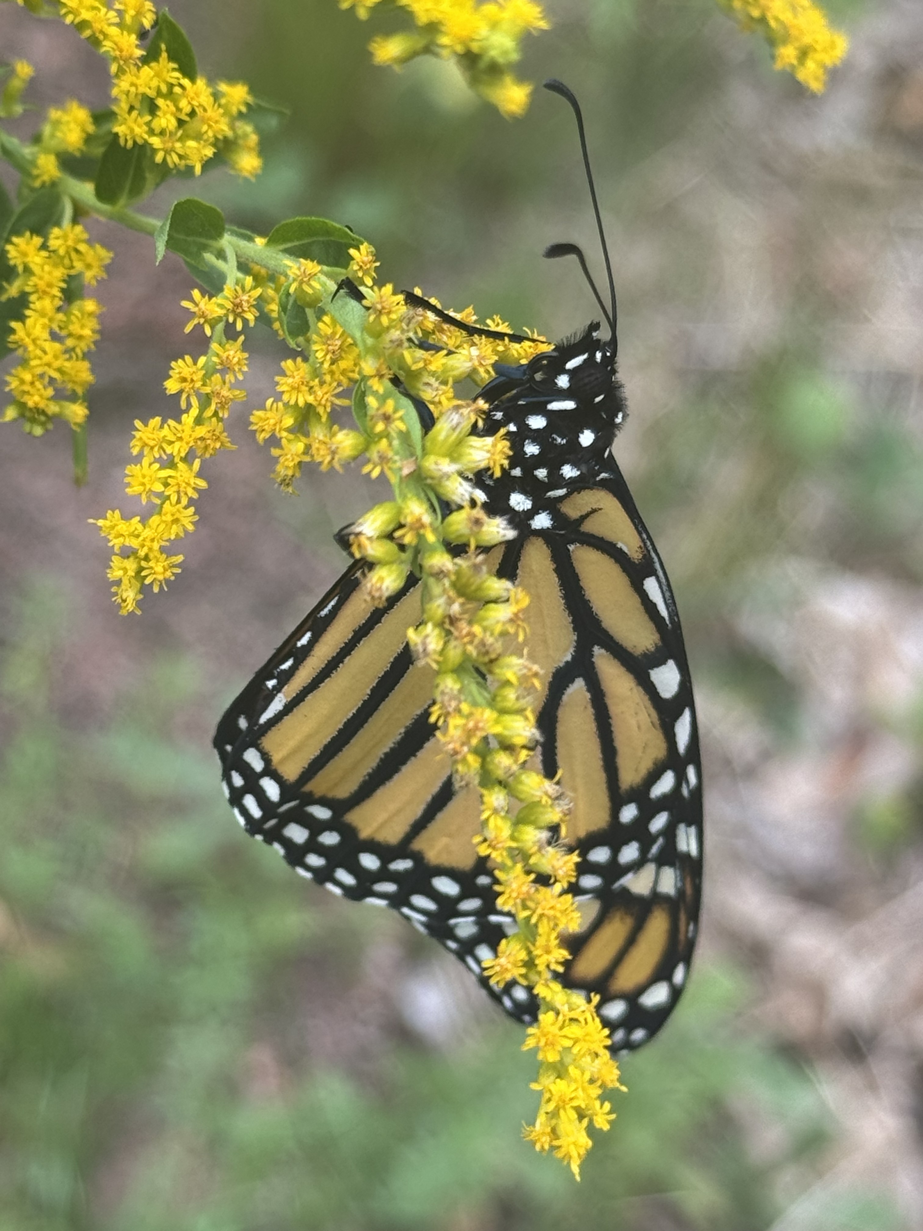 Female monarch on golden rod