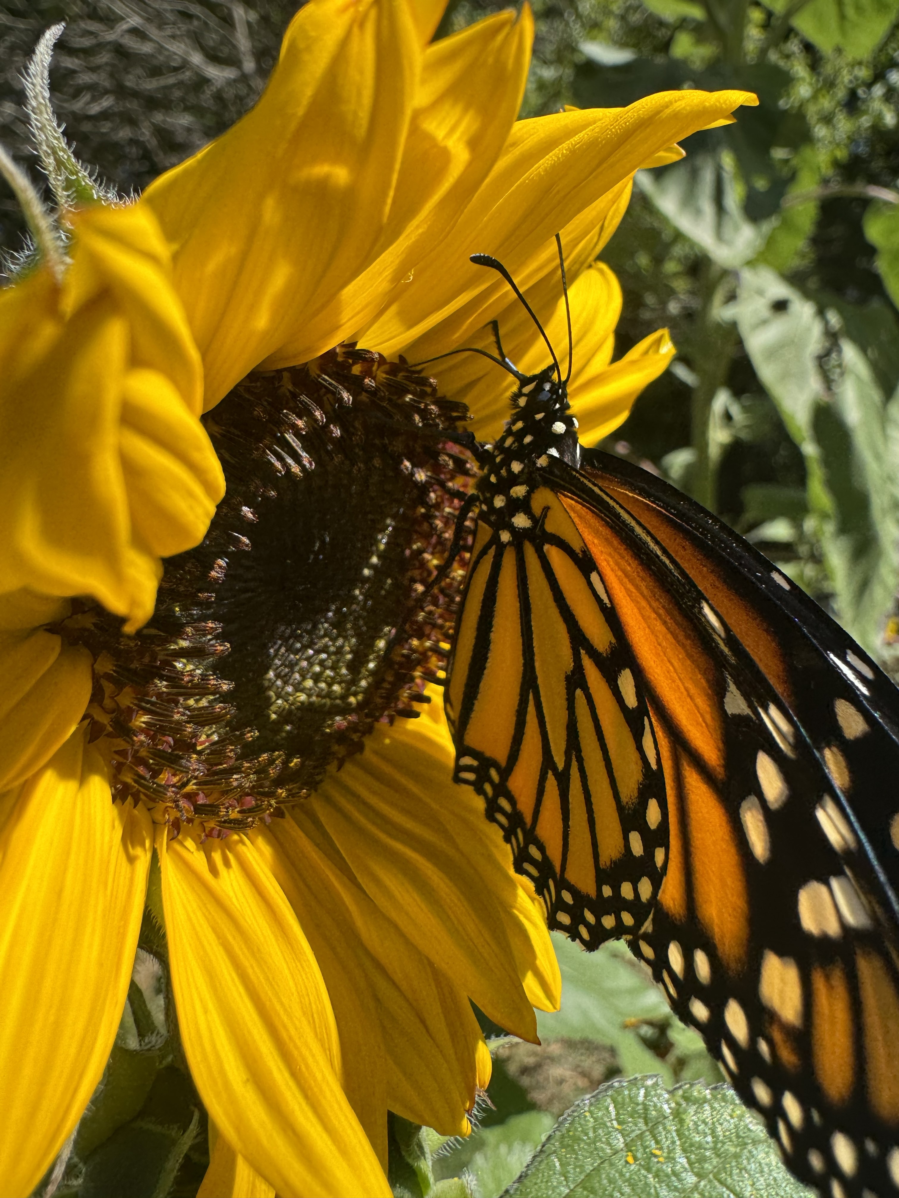 Monarch nectaring on sunflower