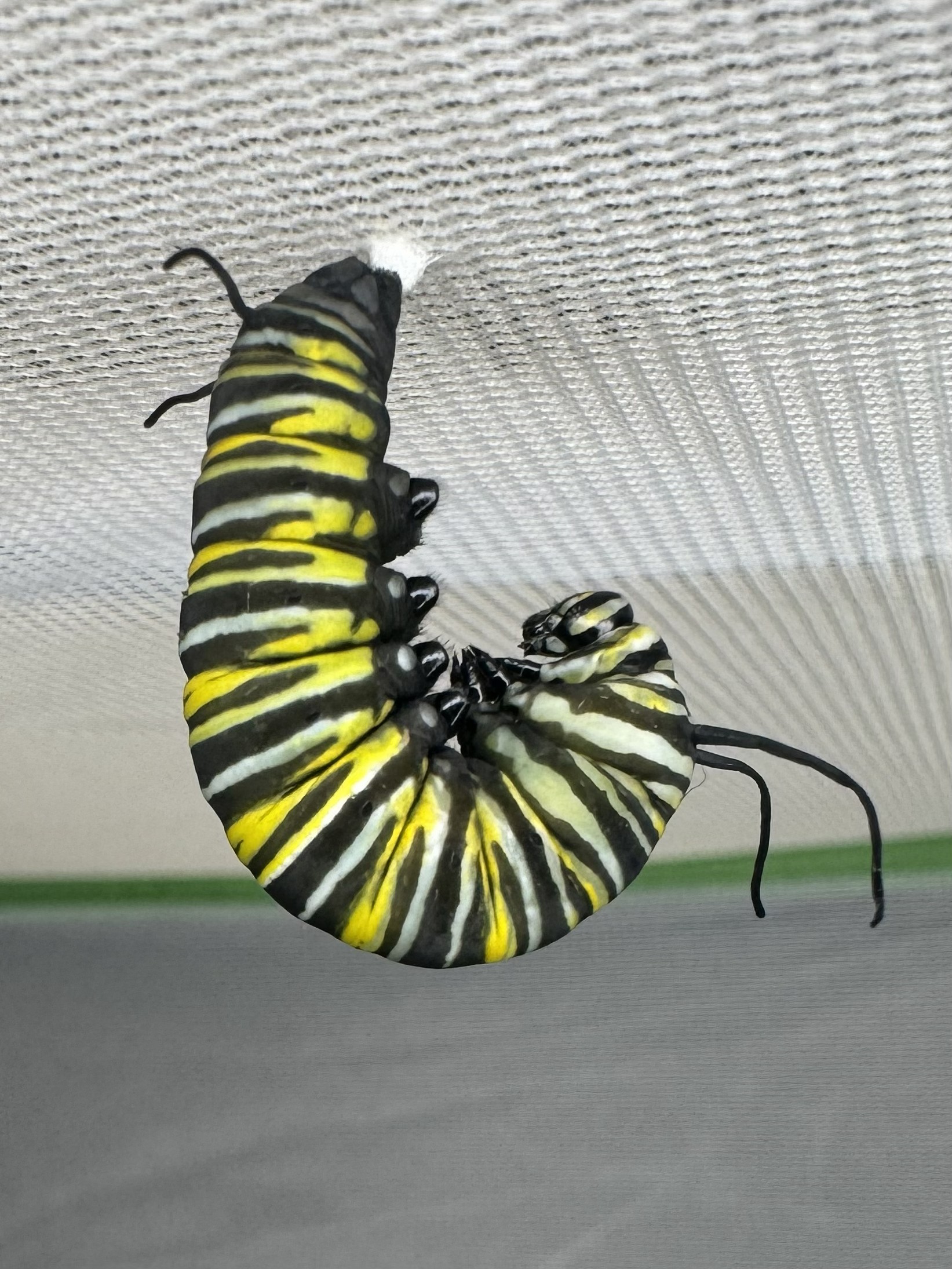 Caterpillar in prepupation J-position