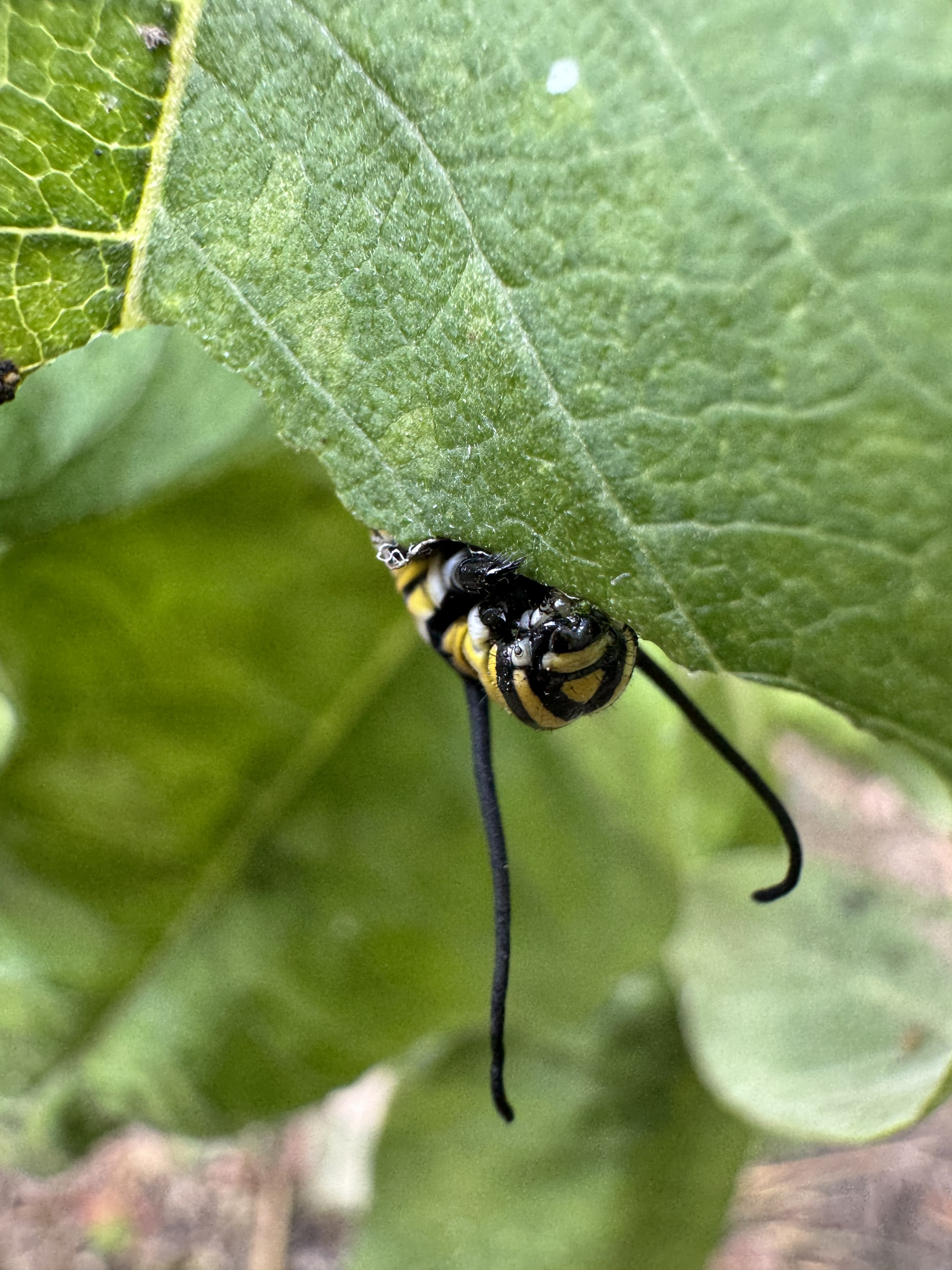 Monarch caterpillar on a milkweed leaf