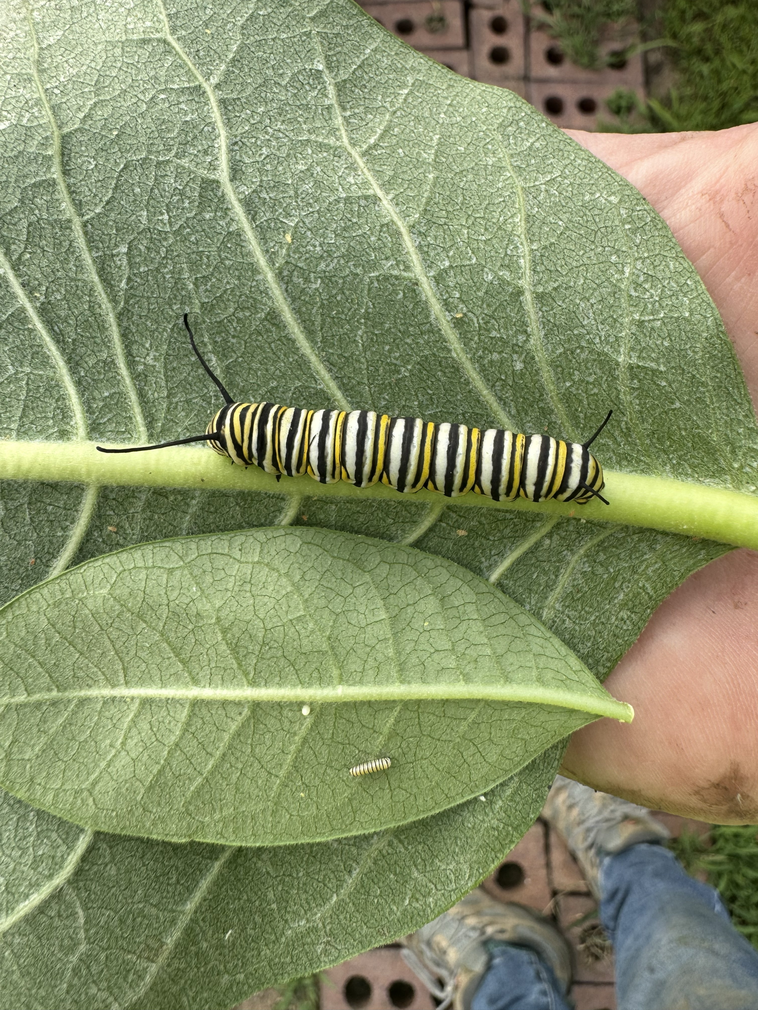 Monarch egg and two caterpillars showing size differences