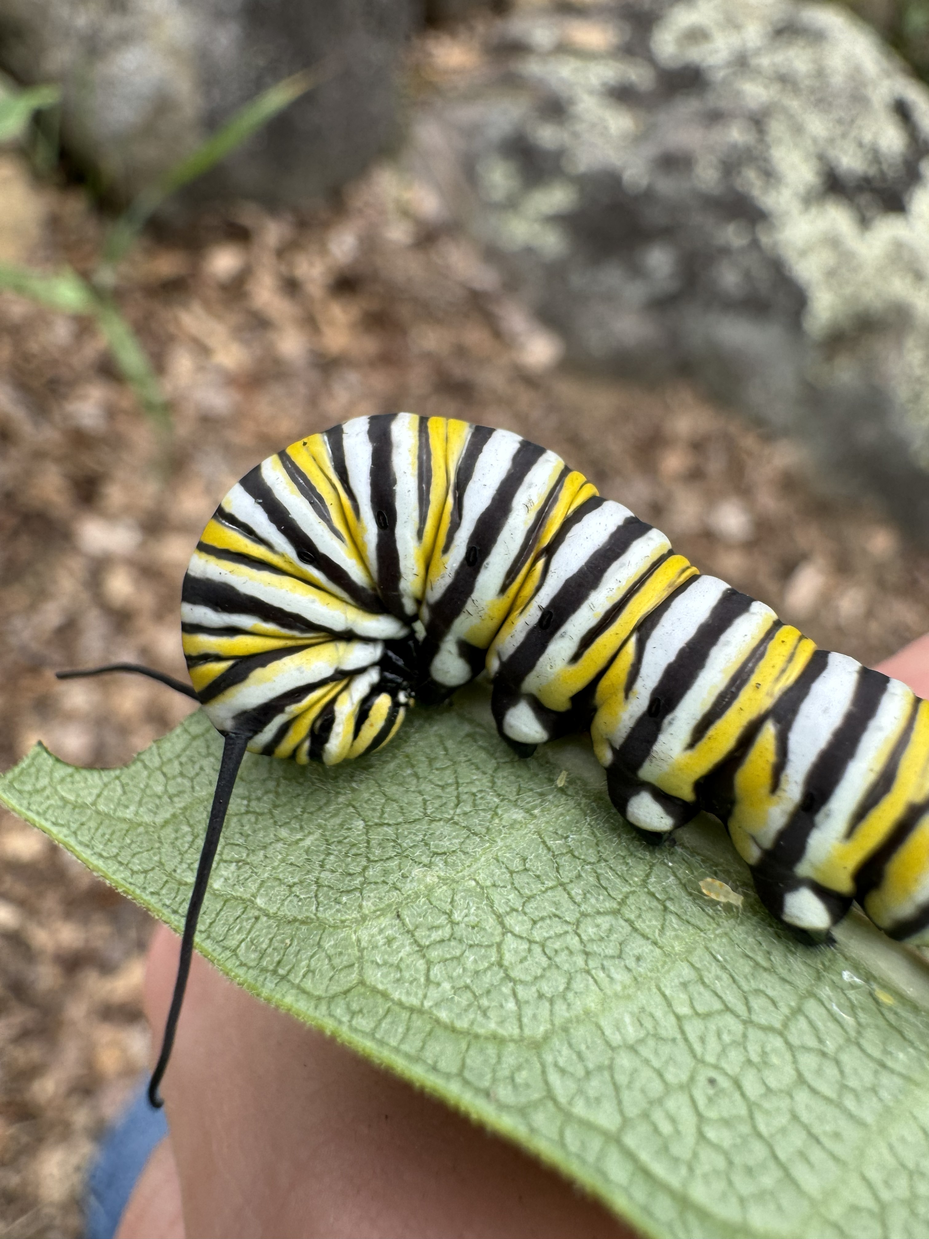 Caterpillar on milkweed
