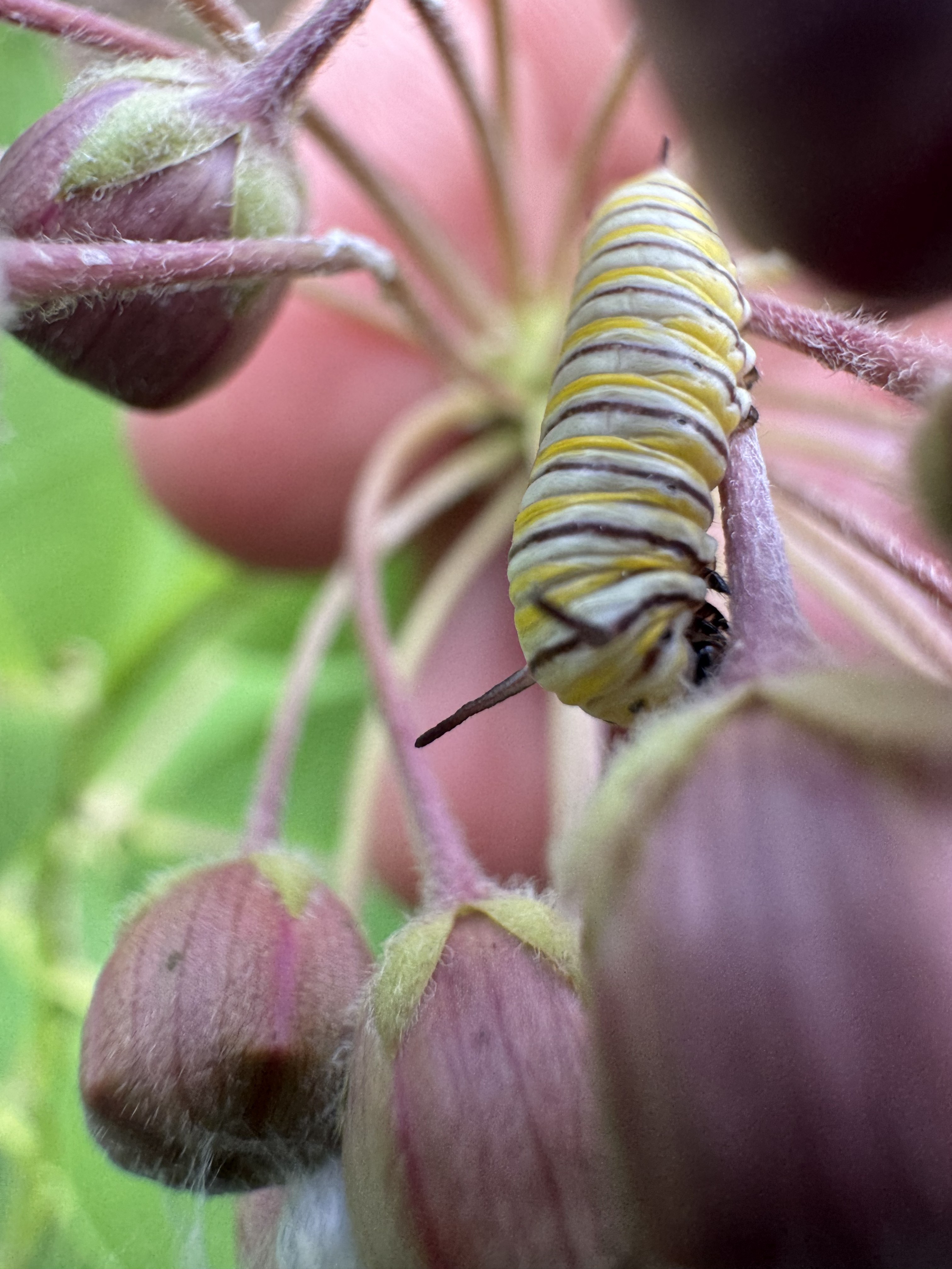 Caterpillar in milkweed flowers