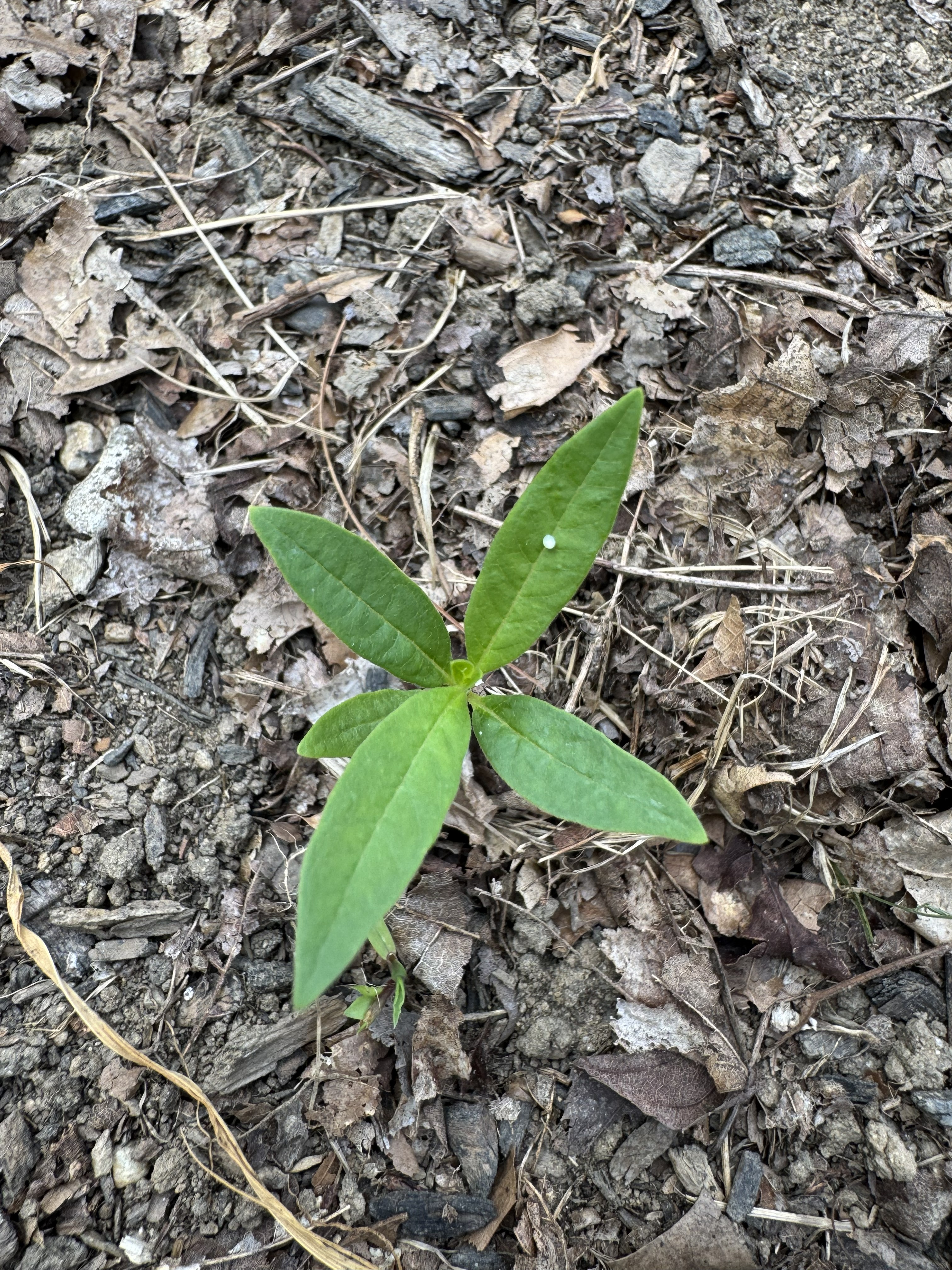 Monarch egg on young milkweed