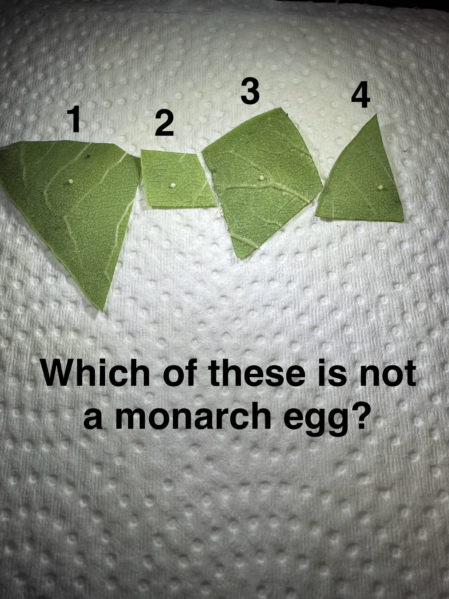 Monarch egg test