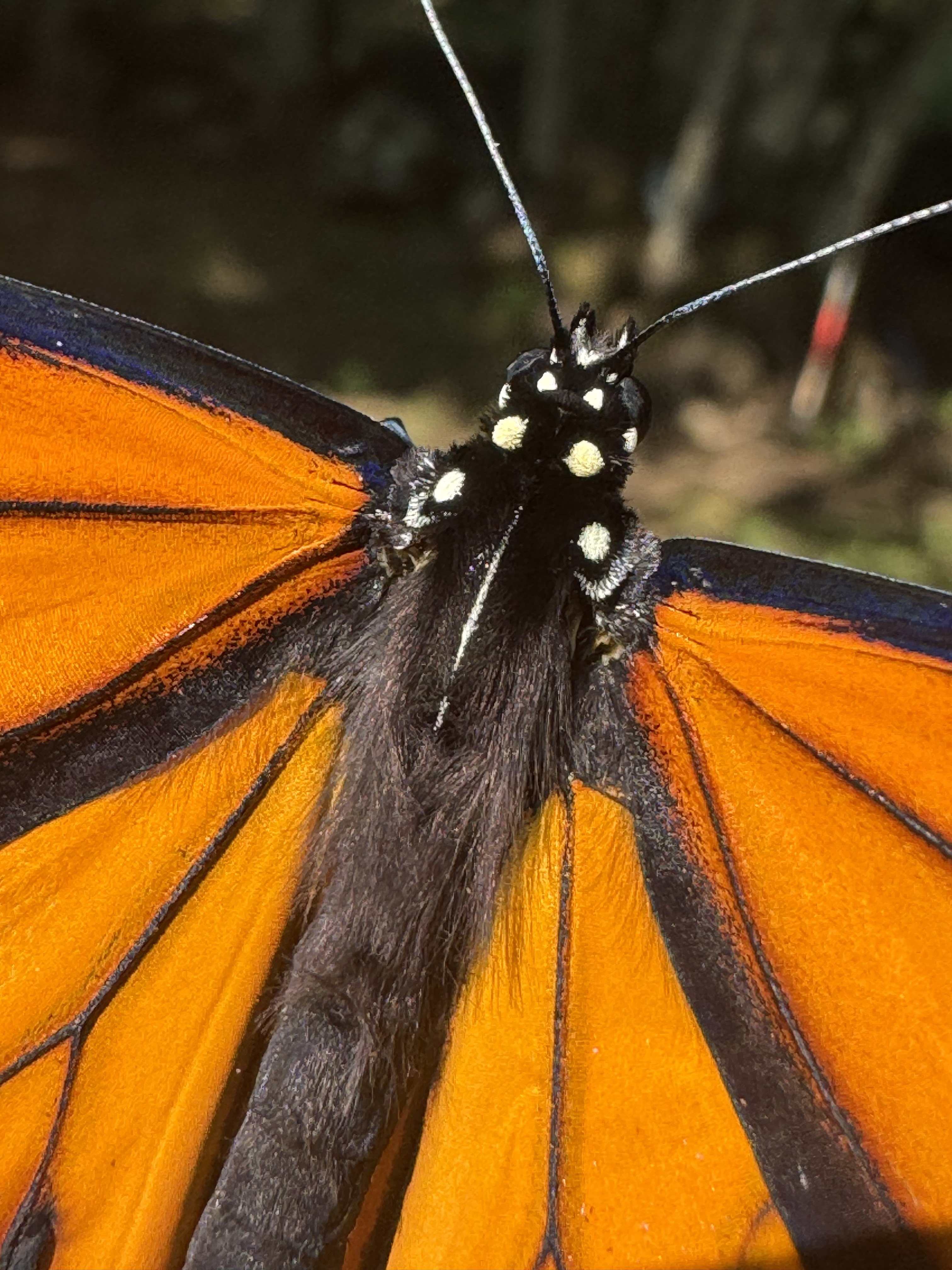 Details of a monarch's hairy back
