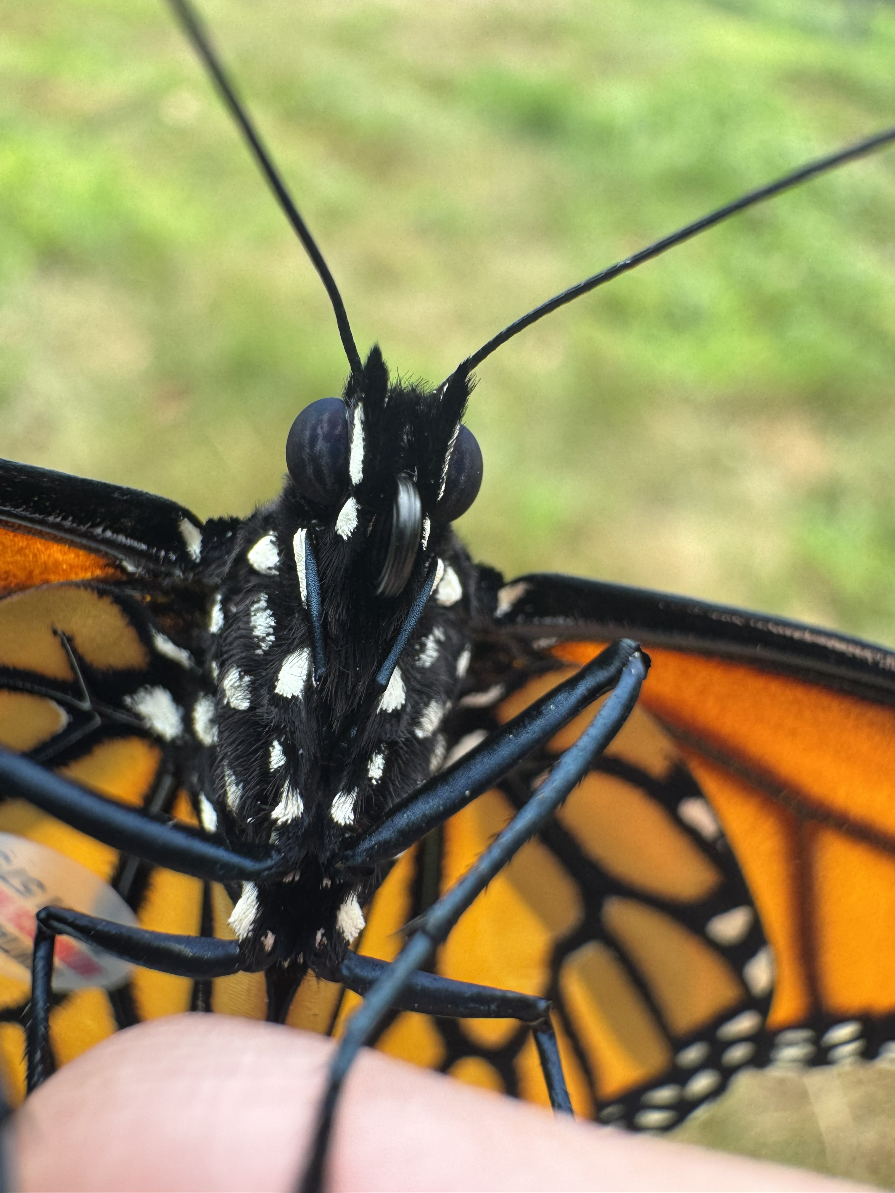 Monarch head and forelegs closeup