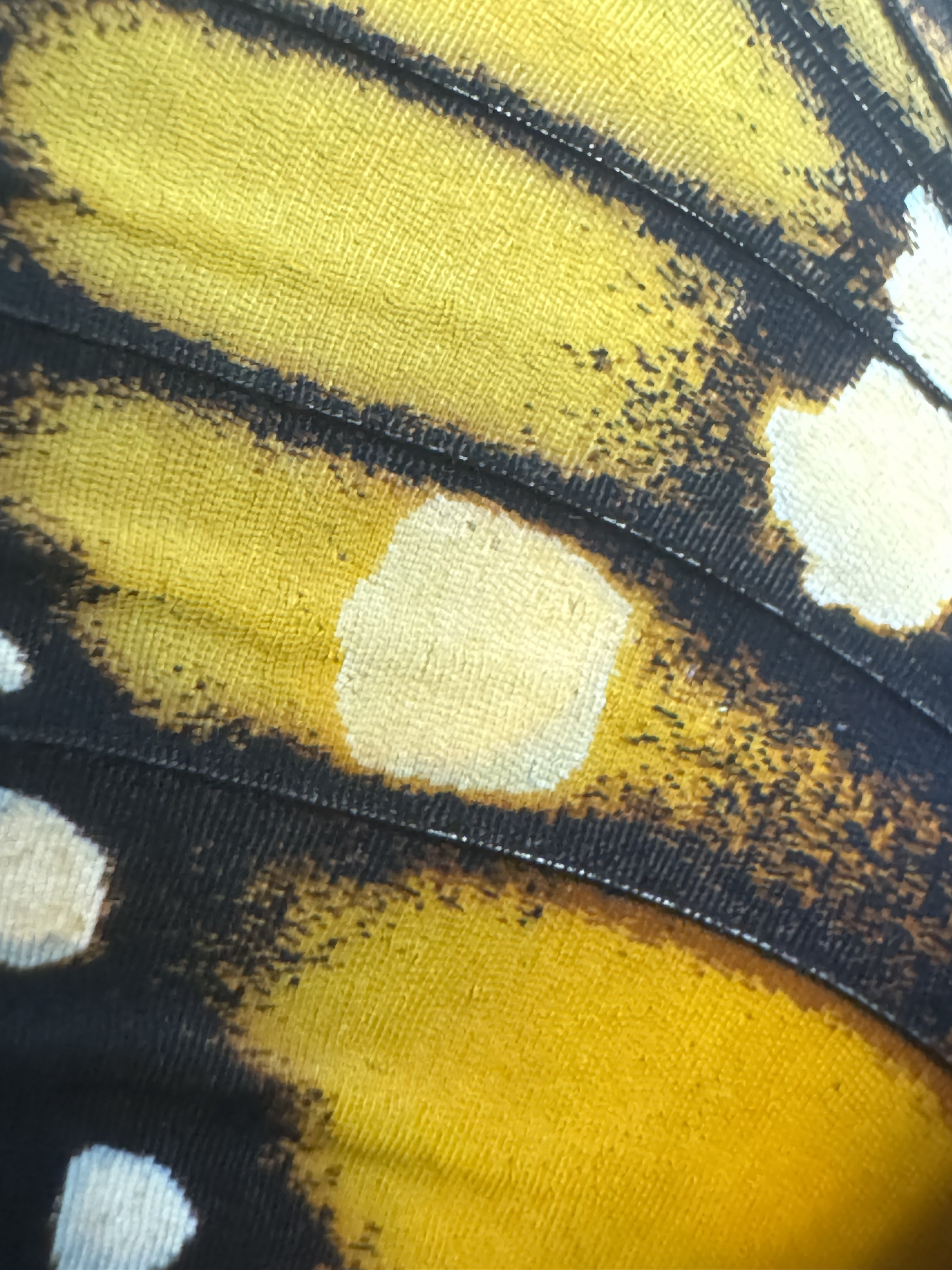 Monarch wing macro