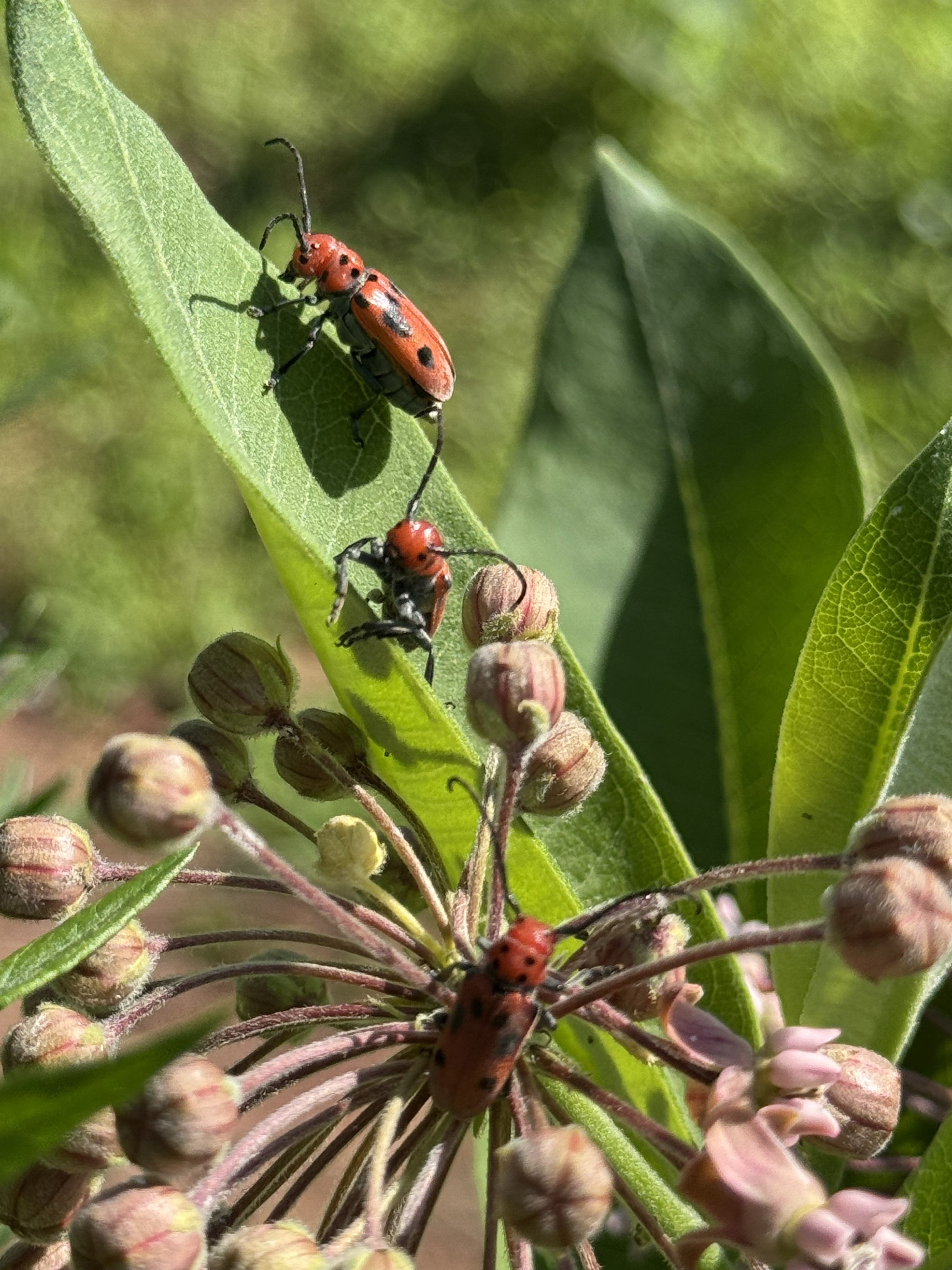Red milkweed beetles