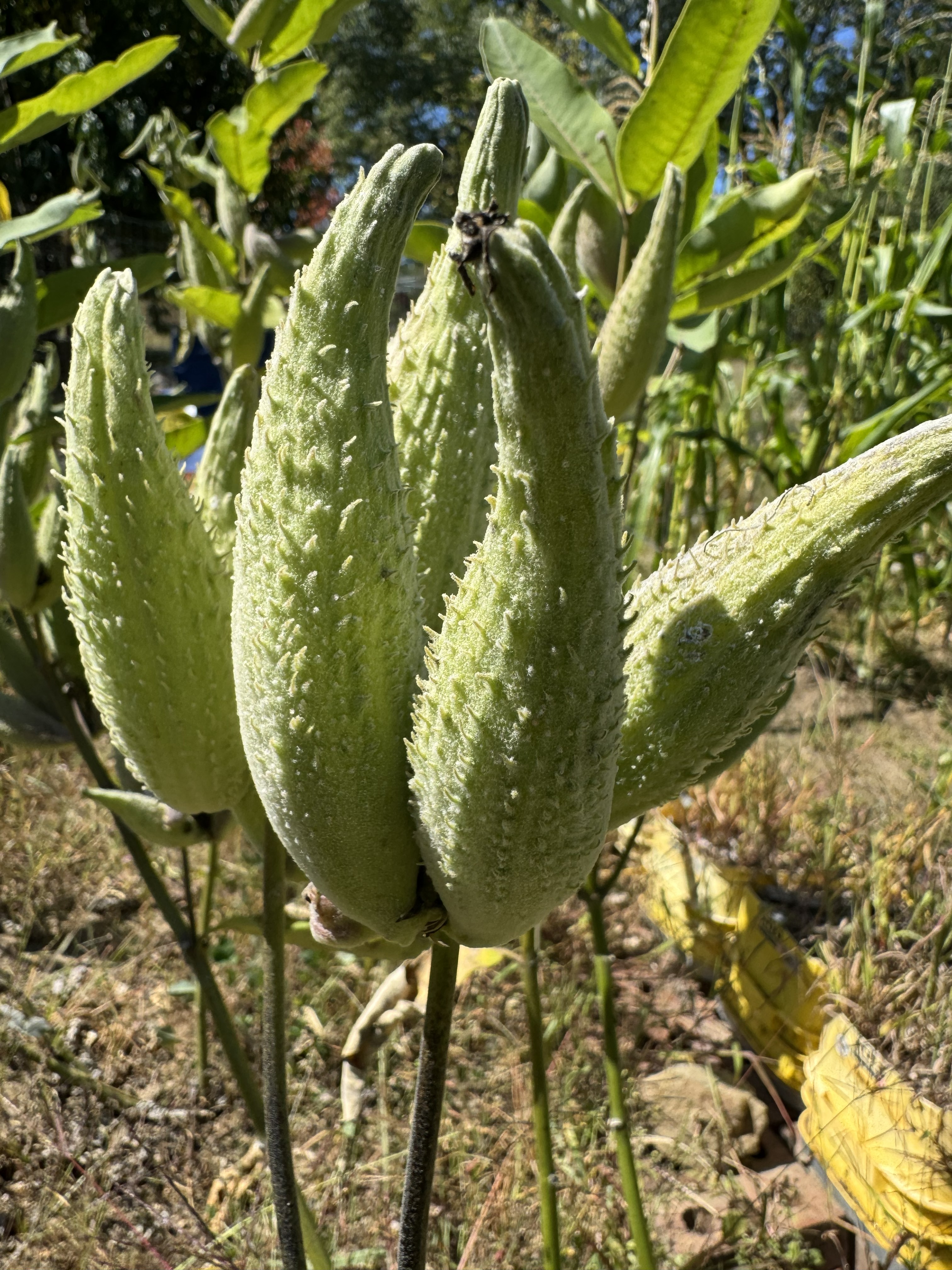 Milkweed seed pods