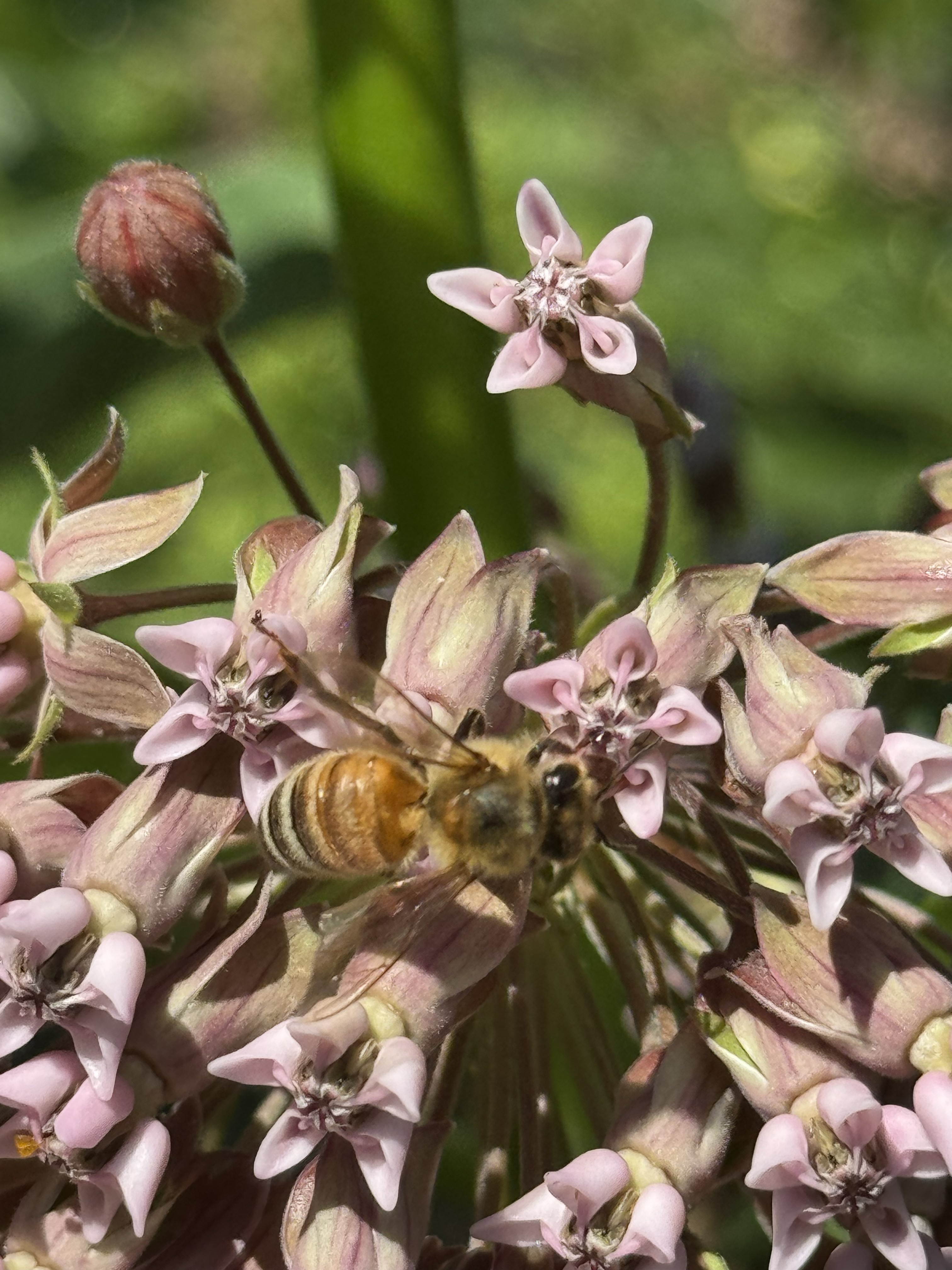 Pollinator on flower