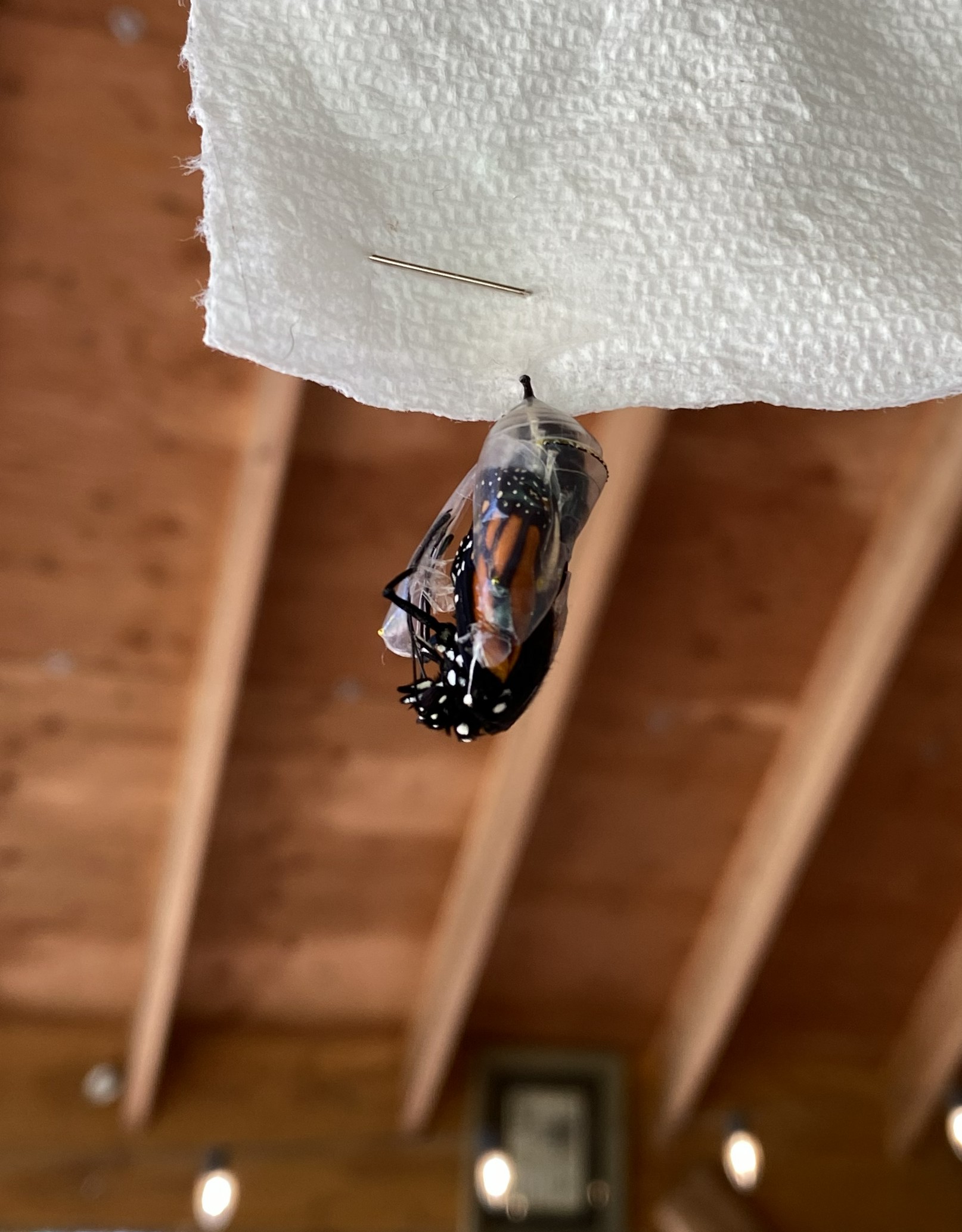 A monarch butterfly eclosing